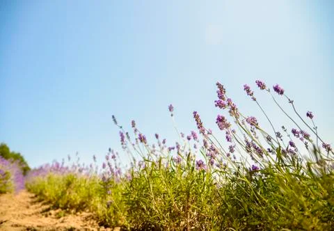 Lavender with sunshine Stock Photos