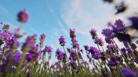 Lavender sways beneath clouds in stunning 4K slow motion, wide-angle shot. Stock Footage 292680879