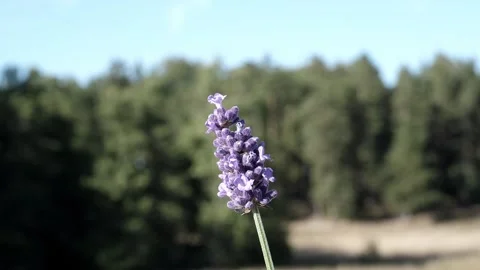 Lavender sways gently in the wind. Video stock 232599180