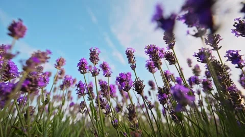 Lavender sways in summer breeze under a bright blue sky, captured in 4K slow Stock Footage 291883631