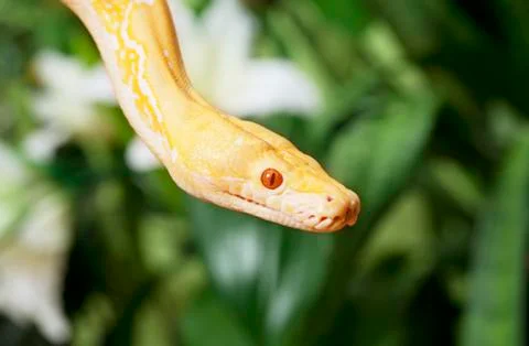 Lavender tiger albino python closeup Stock Photos