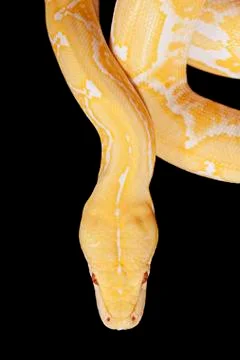 Lavender tiger albino python closeup 스톡 사진