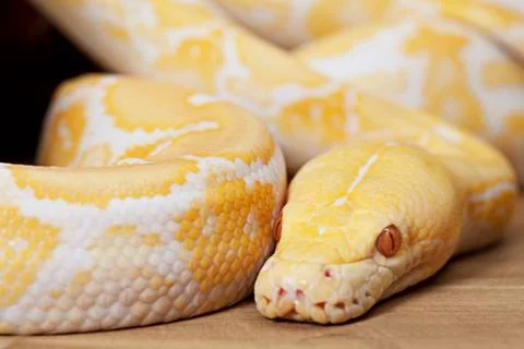 Lavender tiger albino python 스톡 사진
