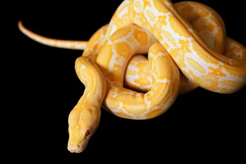 Lavender tiger albino python Photos