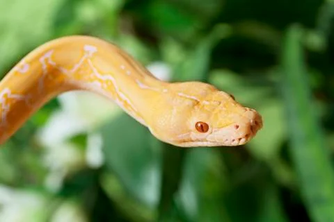 Lavender tiger albino python 스톡 사진