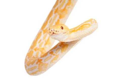 Lavender tiger albino python Photos