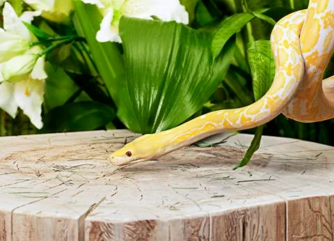 Lavender tiger albino python on a stump Stockfoto's