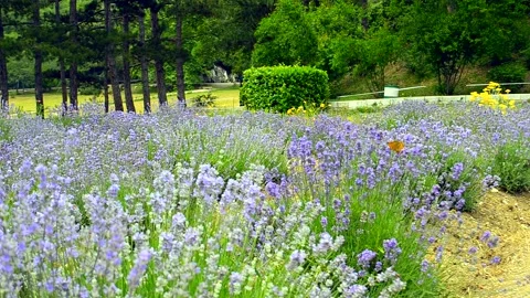 Lavender tranquil field, sunny Stock Footage 134921655