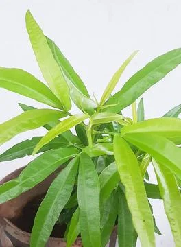 Lavender tree Fotos de archivo