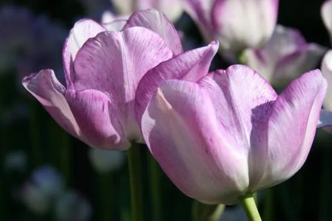 Lavender Tulips Close up Stock Photos