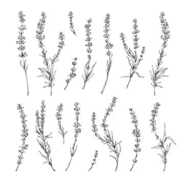 Lavender twigs with flowers elements set engraving vector illustration isolated. Stock Illustration