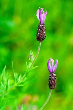 Lavender two flowers 写真素材