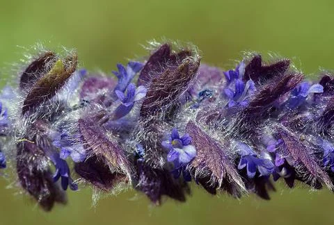 Lavender with unsharp blurred background Stock Photos