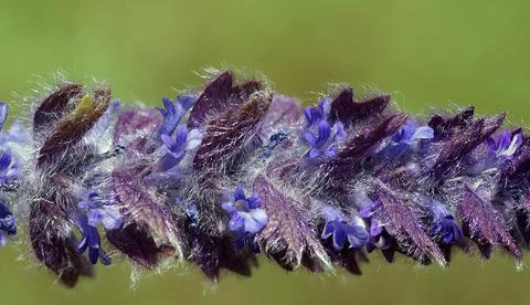 Lavender with unsharp blurred background Stock Photos