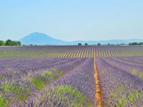 Lavender Valensole fields in Provence with tree and mountains background Stock Photos