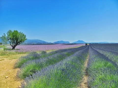 Lavender Valensole fields in Provence with tree and mountains background Stock Photos