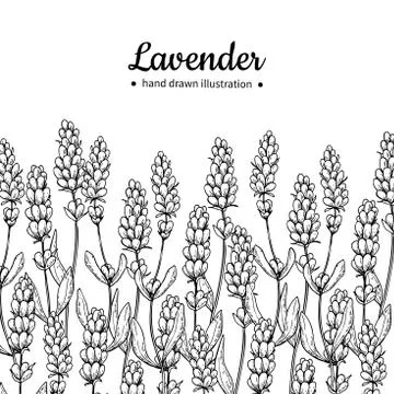 Lavender vector drawing border. Isolated wild flower and leaves. Herbal eng.. Stock Illustration