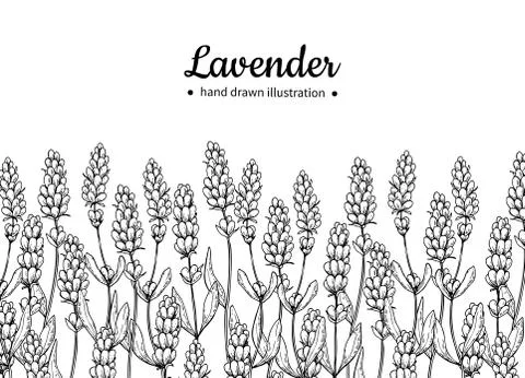 Lavender vector drawing border. Isolated wild flower and leaves. Herbal eng.. Stock Illustration