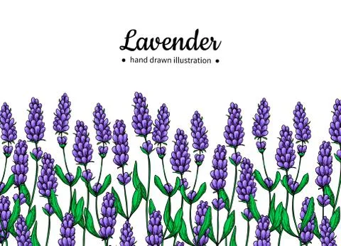 Lavender vector drawing border. Isolated wild flower and leaves. Herbal art.. Stock Illustration