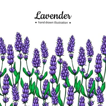 Lavender vector drawing border. Isolated wild flower and leaves. Herbal art.. Stock Illustration