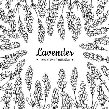 Lavender vector drawing frame. Isolated wild flower and leaves. Herbal engr.. Stock Illustration