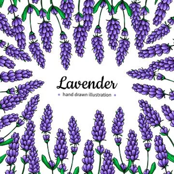 Lavender vector drawing frame. Isolated wild flower and leaves. Stock Illustration