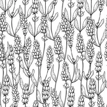 Lavender vector drawing seamless pattern. Isolated wild flower and leaves. .. Stock Illustration