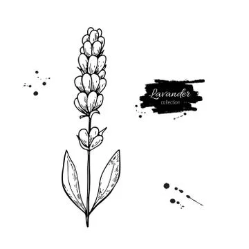 Lavender vector drawing set. Isolated wild flower and leaves. Herbal engrav.. Stock Illustration