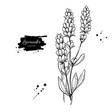 Lavender vector drawing set. Isolated wild flower and leaves. Herbal engrav.. Illustrazione stock