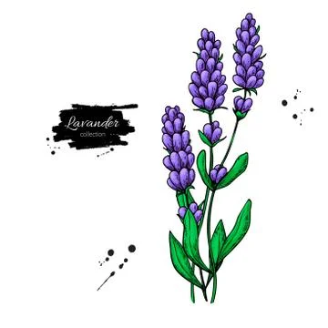 Lavender vector drawing set. Isolated wild flower and leaves. Herbal artist.. Stock Illustration