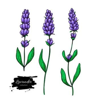 Lavender vector drawing set. Isolated wild flower and leaves. Herbal artist.. Stock Illustration