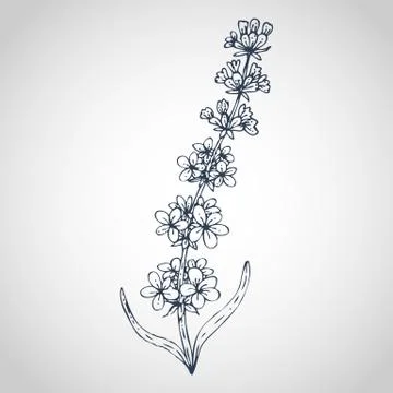 Lavender Vector hand drawn Stock Illustration