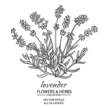 Lavender vector illustration Illustrazione stock