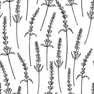 Lavender vector seamless Pattern on white isolated background. Hand drawn Illustrazione stock