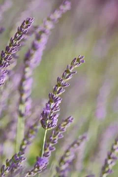 Lavender vertical background Stock Photos