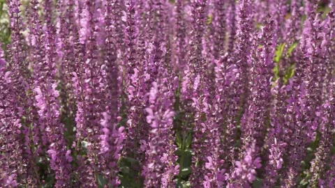 Lavender in vibrant bloom in the breeze Stock Footage 311585663