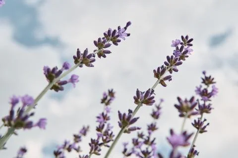 Lavender view from below on the background of the sky with clouds. Tenderness Stock Photos