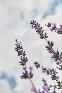 Lavender view from below on the background of the sky with clouds. Tenderness Stock Photos