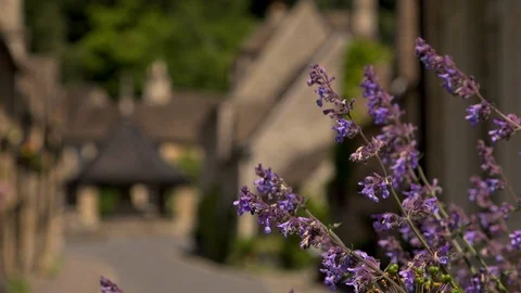 Lavender village Stock Footage 92754845