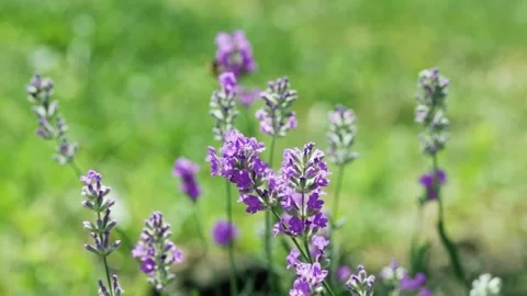 Lavender violet flowers on field at sunset. Stock Footage 312676883