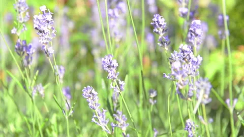 Lavender violet flowers Stock Footage 220722592