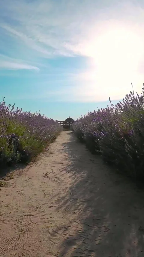 Lavender Walkway on a Bright Summer Day. Vertical Video Stock Footage 297761853