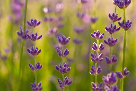 Lavender wallpaper Stock Photos