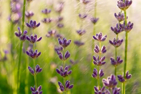 Lavender wallpaper Stock Photos