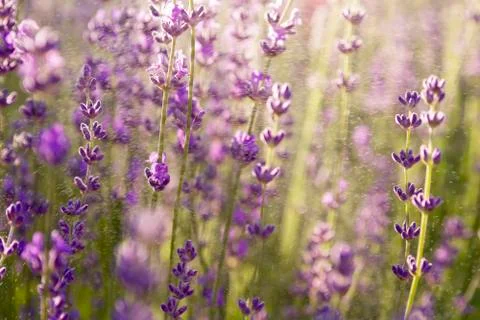 Lavender wallpaper Stock Photos