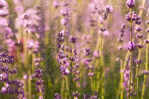 Lavender wallpaper Stock Photos