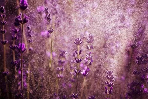 Lavender wallpaper Stock Photos
