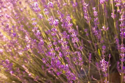 Lavender wallpaper Stock Photos