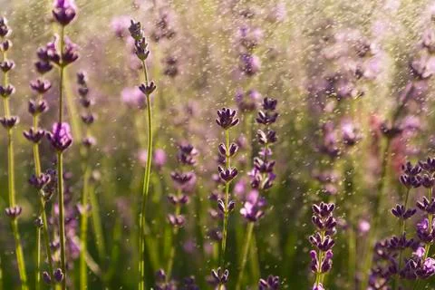 Lavender wallpaper Stock Photos