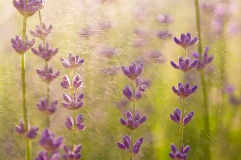 Lavender wallpaper Stock Photos